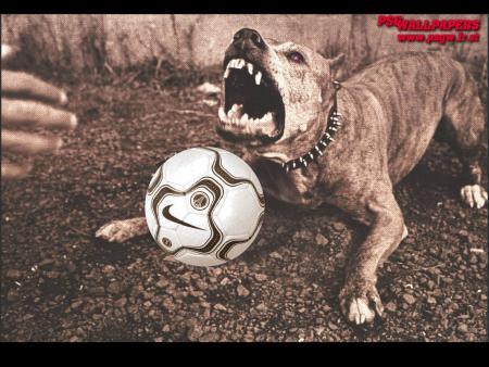 chien